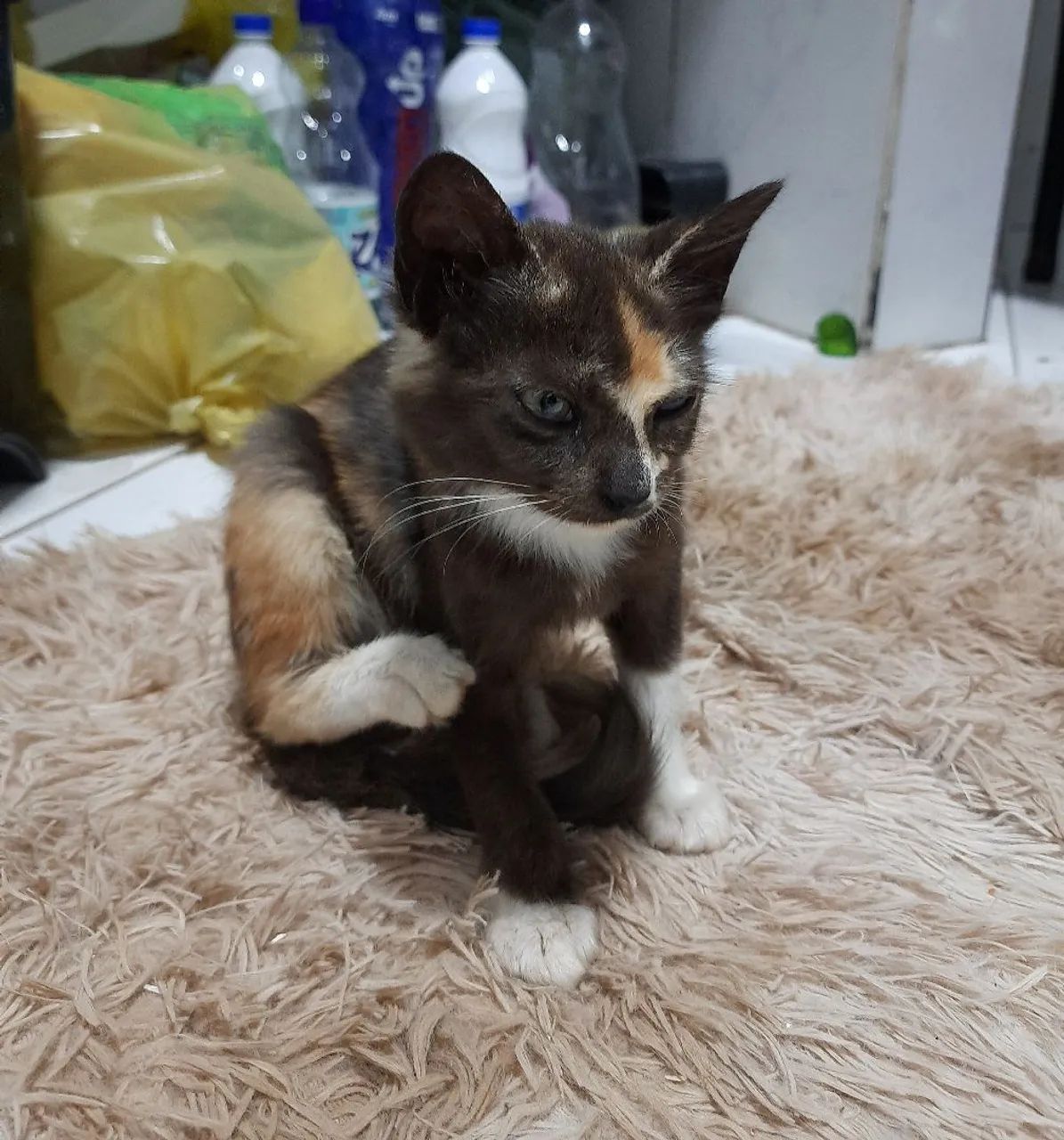doação gata filhote - leia a descrição - Foto 4