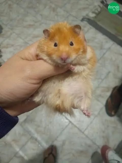 Hamsters, camundongos, mercol, twister, dumbo, sirio, topolinos - Foto 4