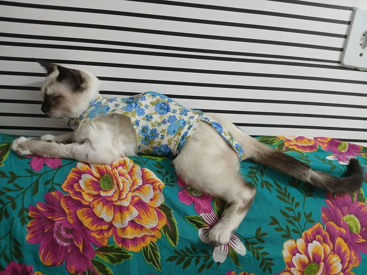 Gata Tonquinês castrada - Foto 3