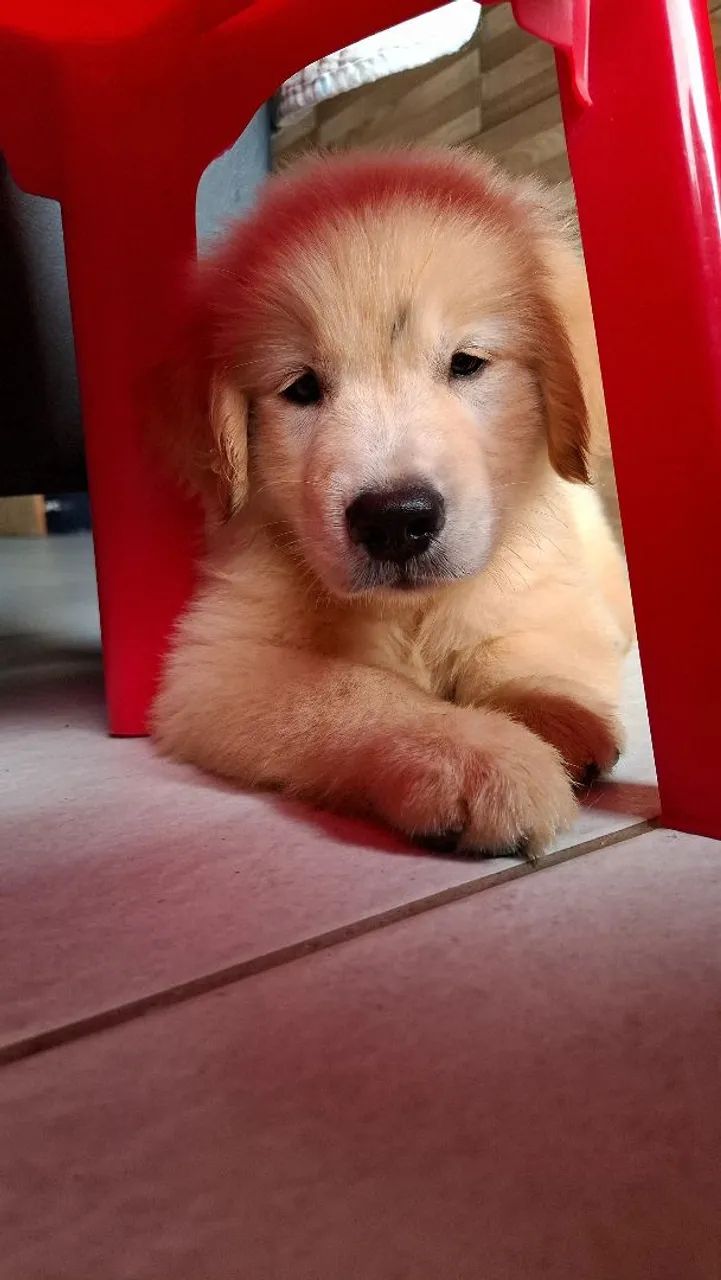 Golden alto padrão.  - Foto 4