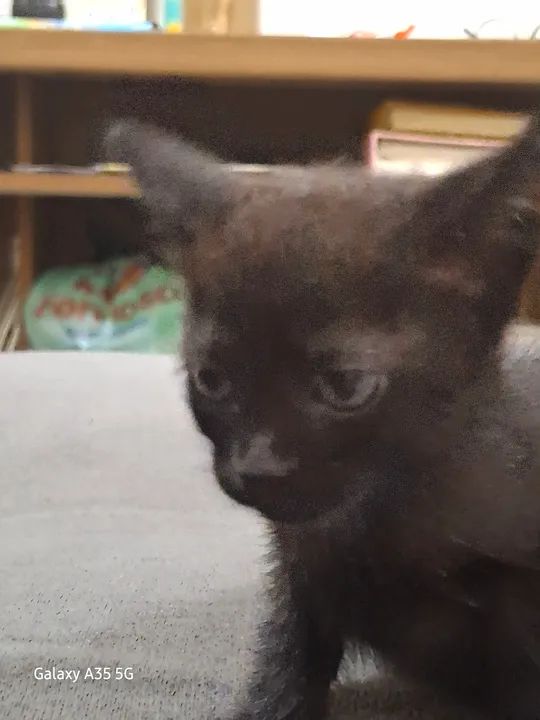 gata fêmea, 1 mês e meio