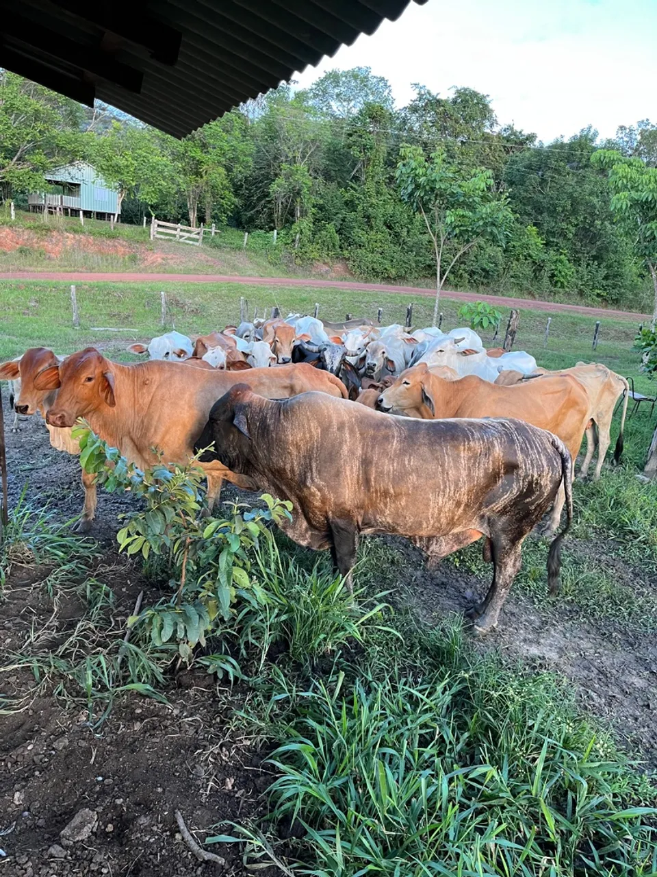 Lote de gado Nelore para venda