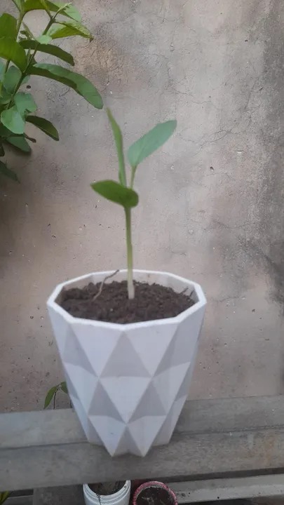 Mudas de Açafrão da terra.