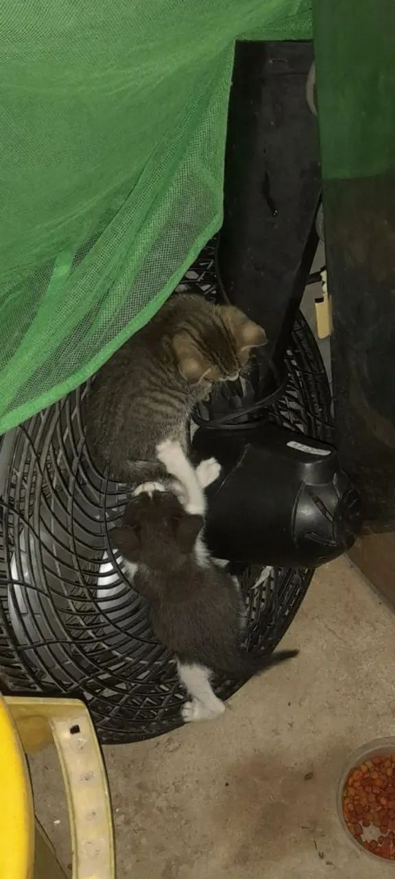 Gatinho cinza e branco para adoção - Foto 2