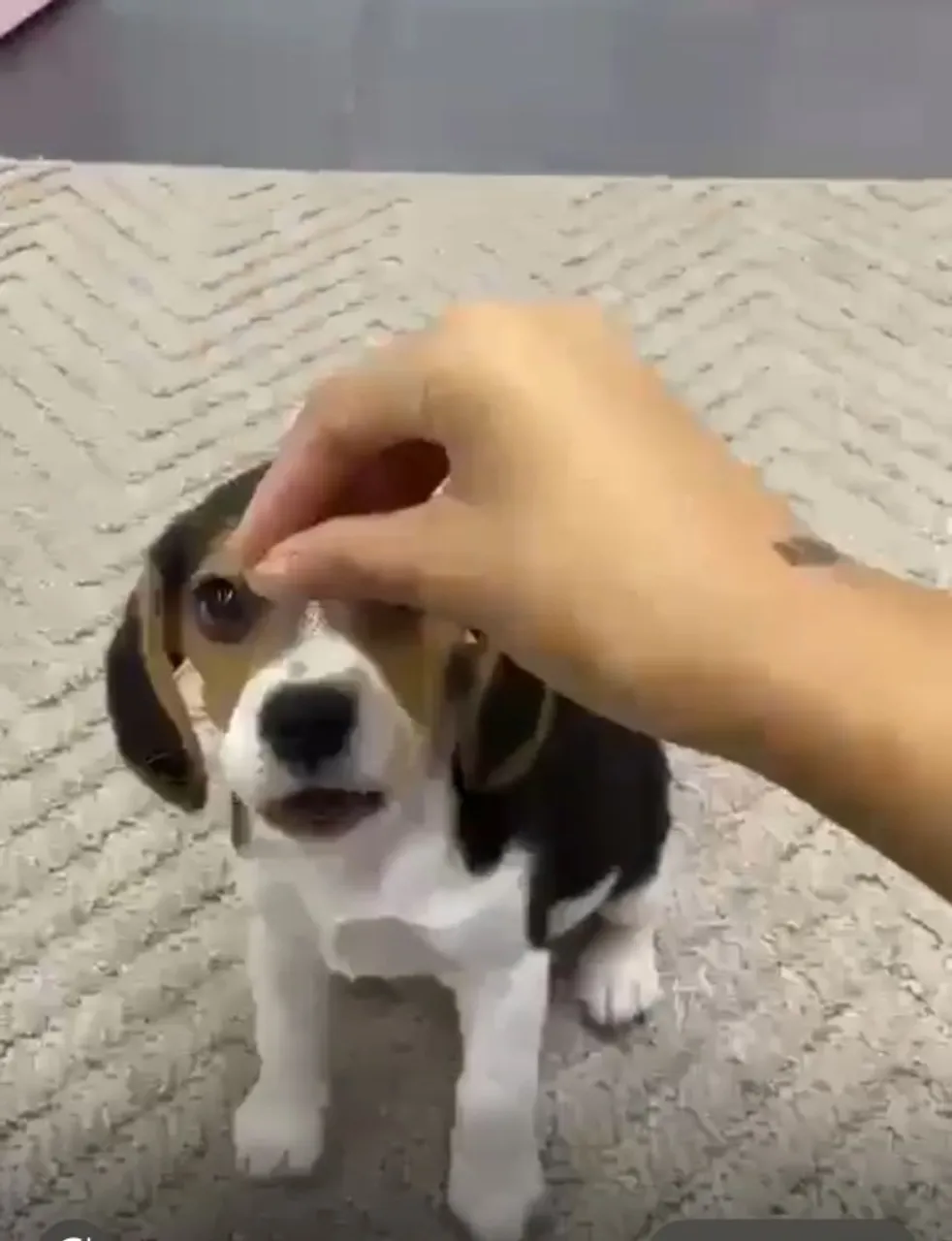 beagles ninhada