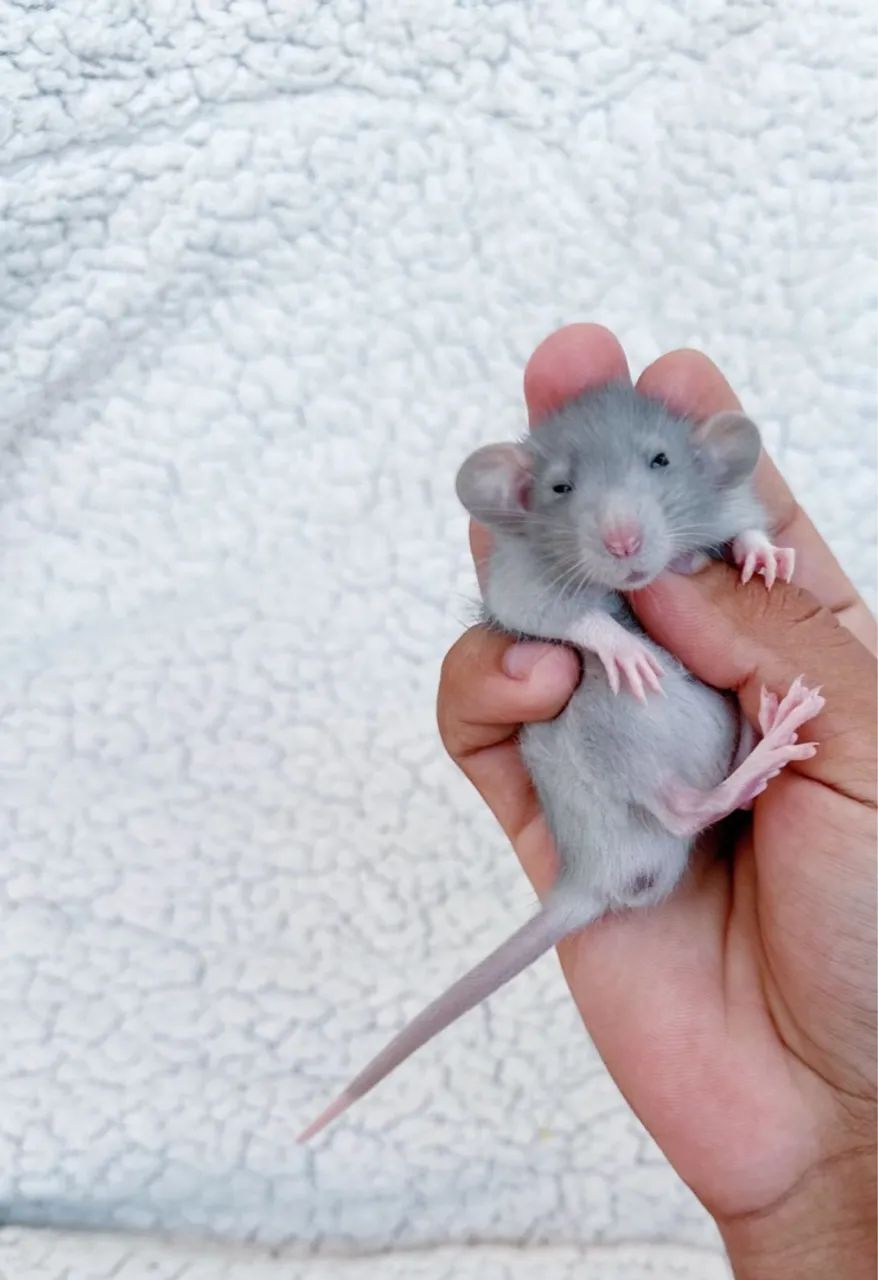 Ratinhos mercol e twiester  - Foto 3