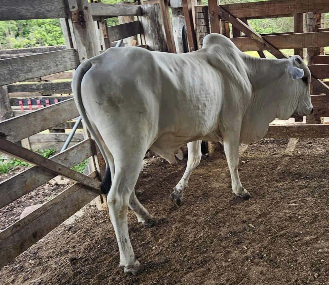 Tourinhos Nelore P.O - Foto 3