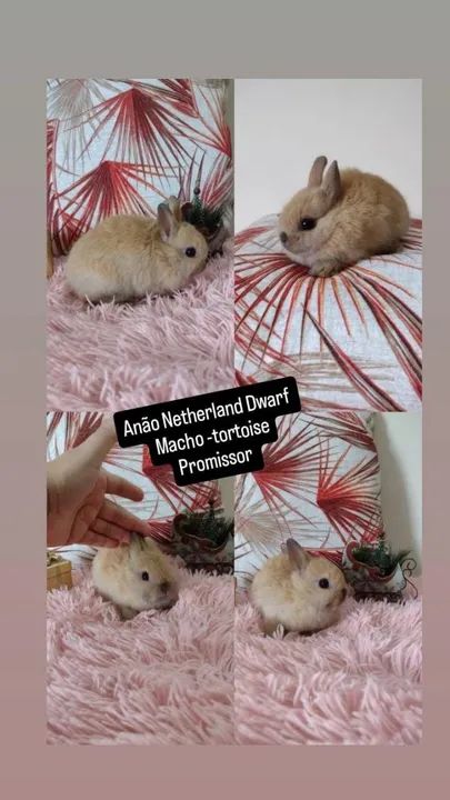 coelhinho Anão Netherland Dwarf- menor coelho do mund - Foto 3