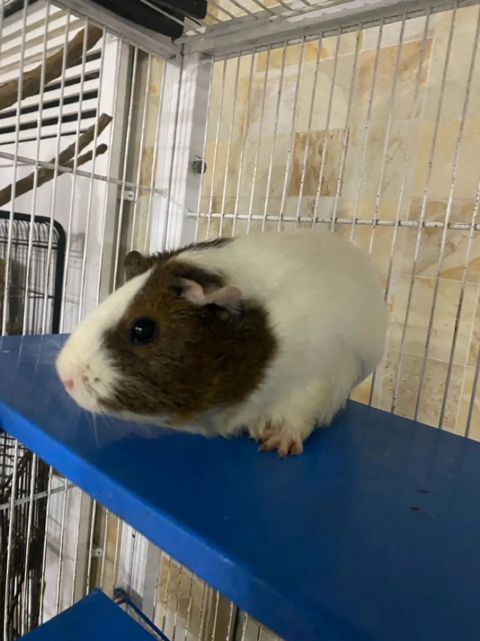 Porquinho da índia  - Foto 4