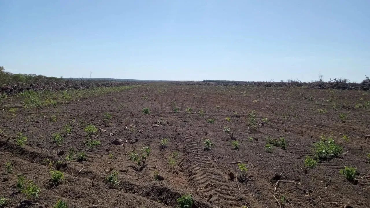 Fazenda à Venda  Santa Rita do Tocantins/TO - Foto 5