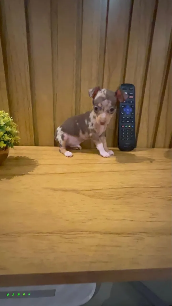 Pinscher micro machinho arlequim 