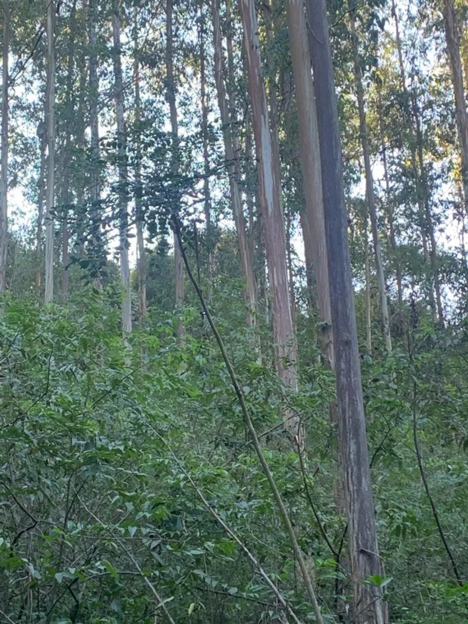 REFLORESTAMENTO - Foto 2