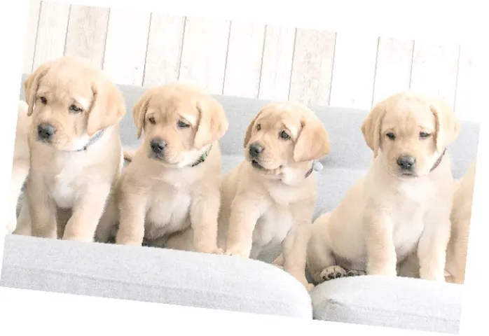 Labrador Filhotes brincalhões, equilibrados e criados com carinho
