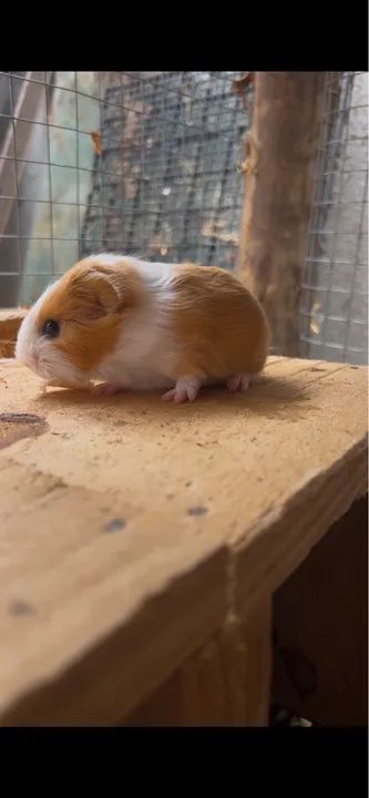 Porquinho da índia pelo longo Sheltie  - Foto 2