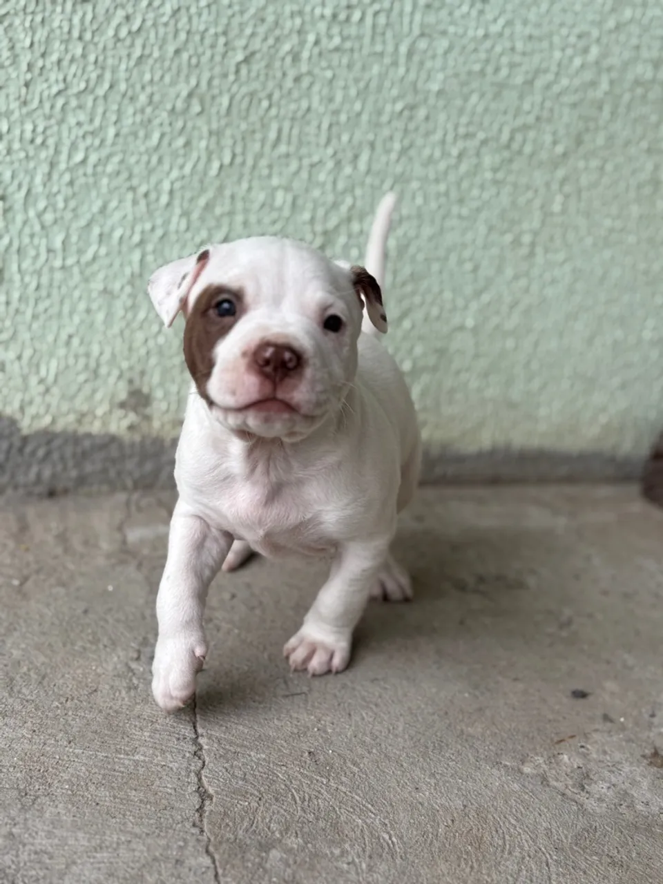 Filhote de Pitbull disponível