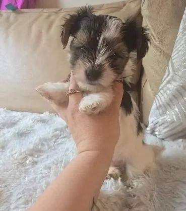 Biewer Yorkshire Terrier para transformar seus dias!