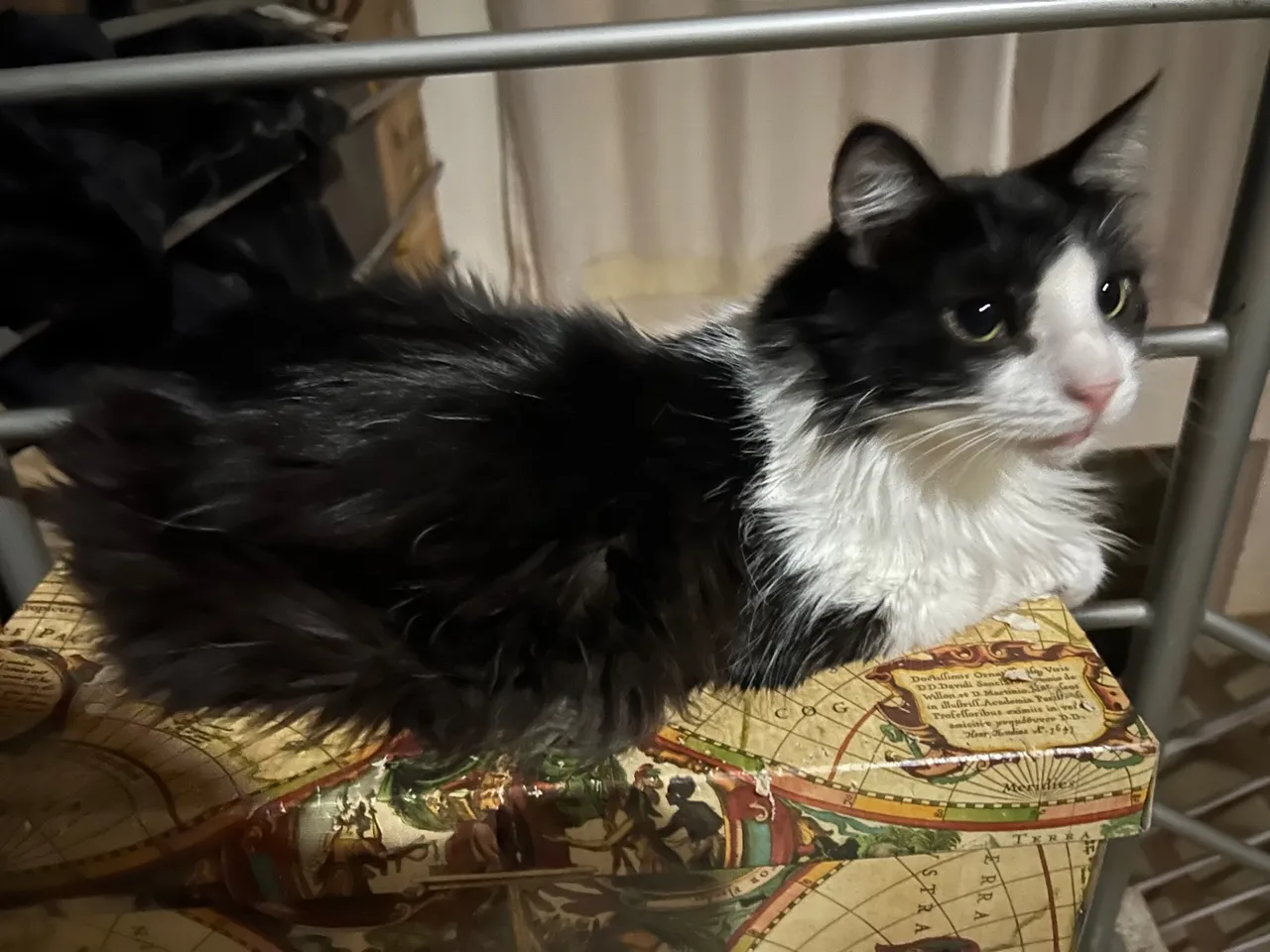 Gato macho adulto