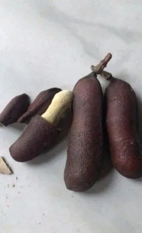 Jatobá fruto medicinal