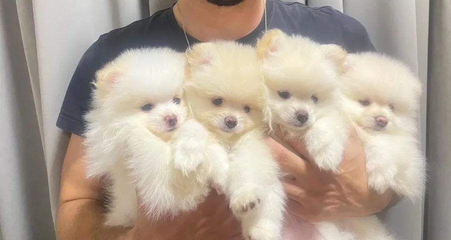 ULTIMA Fêmea disponivel -Spitz alemão Anão - Branco neve- Lulu da pomerania - Foto 4