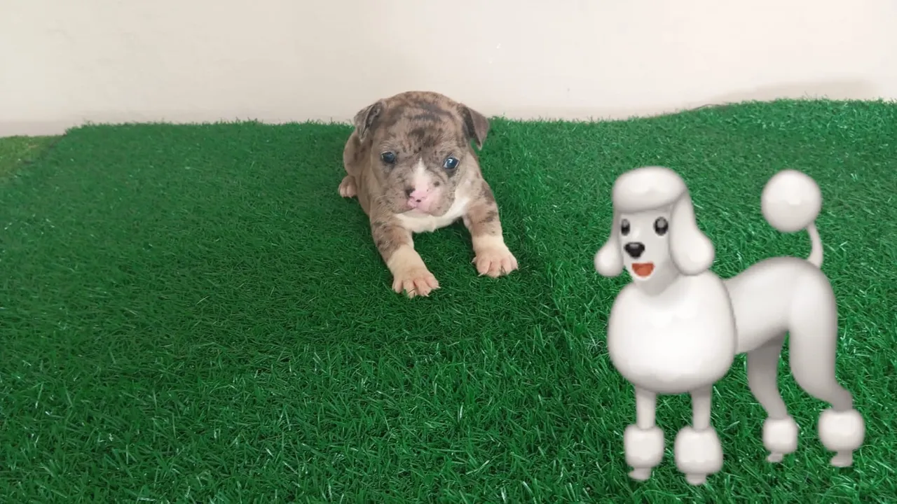 Filhote de American Bully