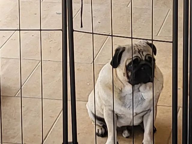 Doando fofuras - Foto 2