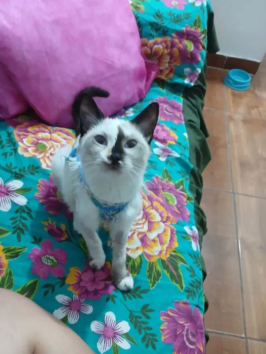 Gata Tonquinês castrada