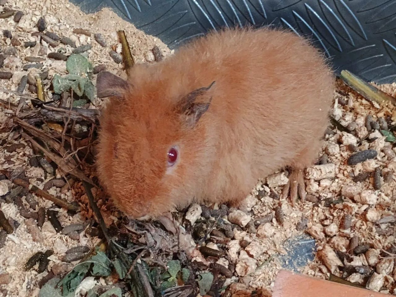 Porquinhos da índia Teddy macho  - Foto 3