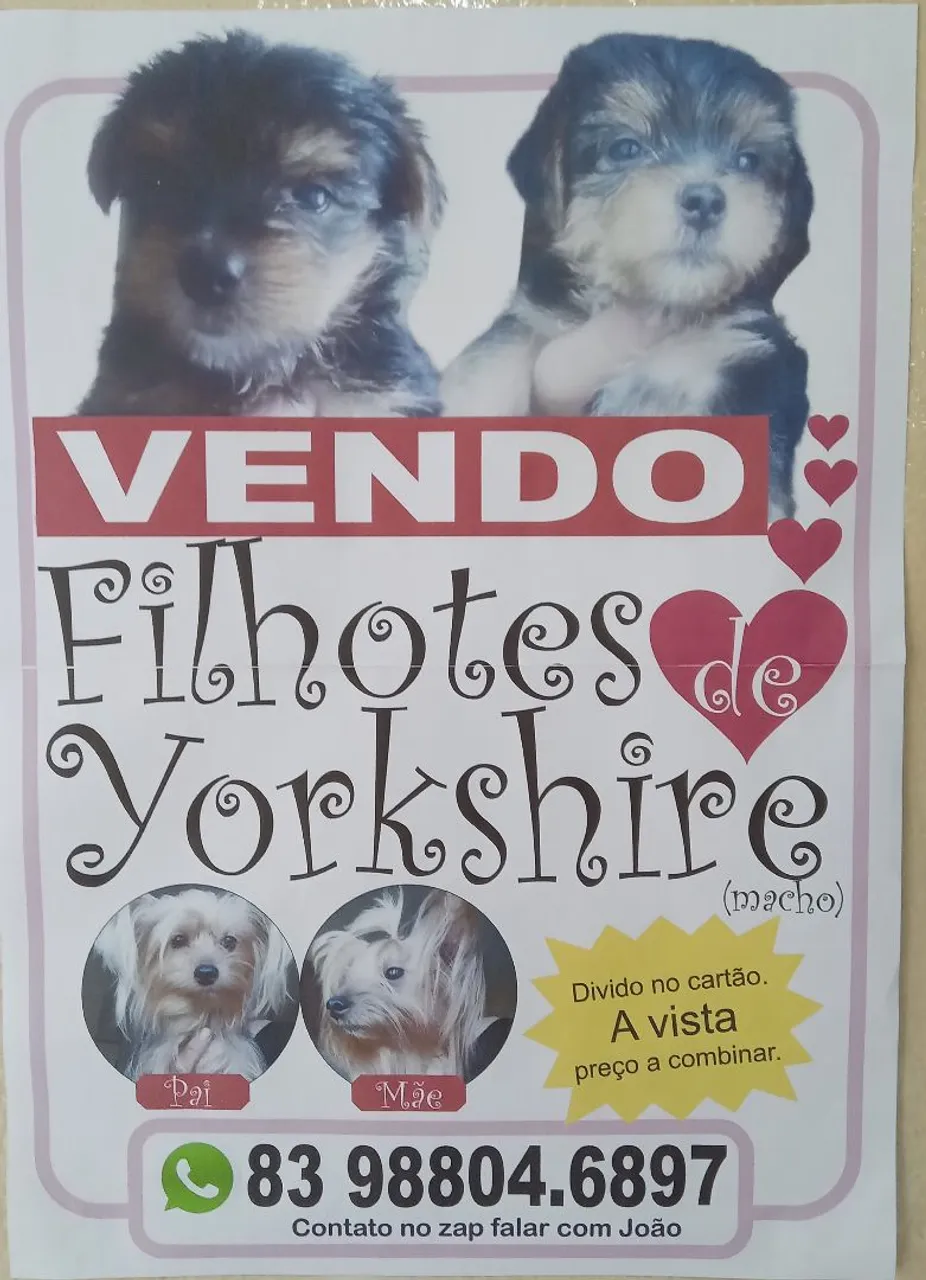 Yorkshire macho 2 meses vermifugado.zap *97