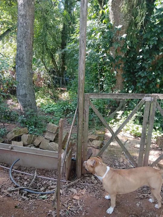 Sítio com pomar e casa sede - Foto 8