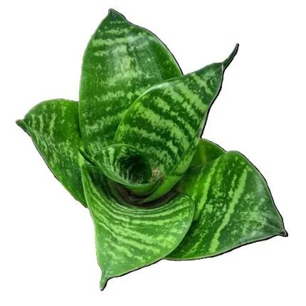 Sansevieria Trifasciata Hahnii - Suculenta