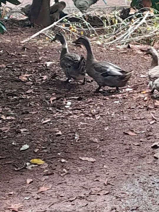 Marreco coll a venda - Foto 4