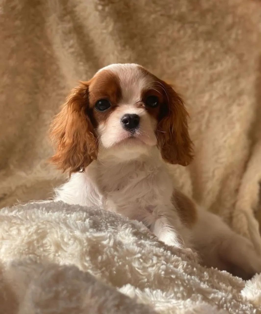 Cavalier king- Tudo em Dia! Filhotes com Vacinas Importadas e Garantia