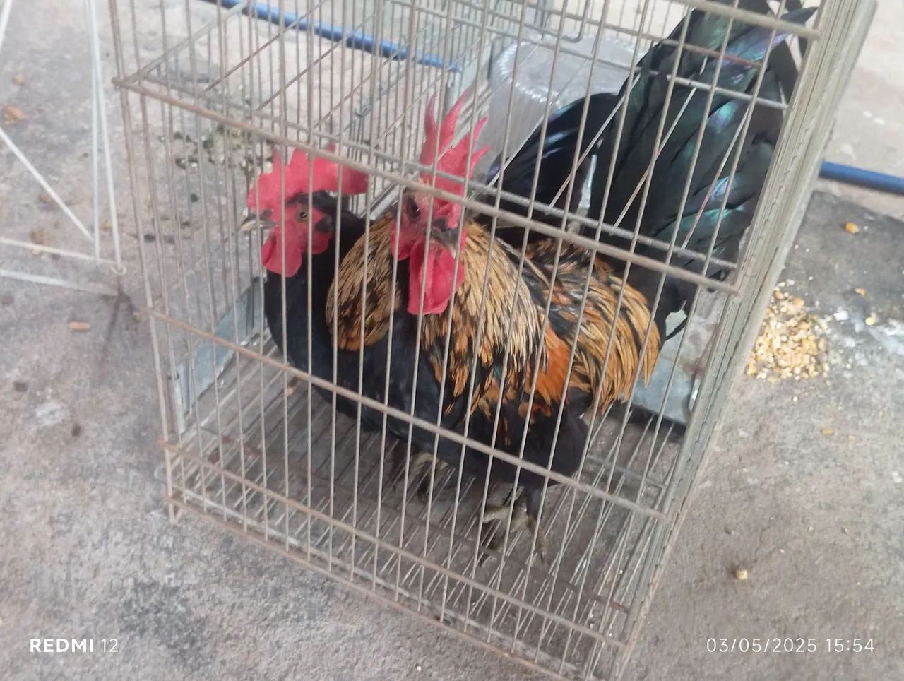 Galinha e Galo para venda!