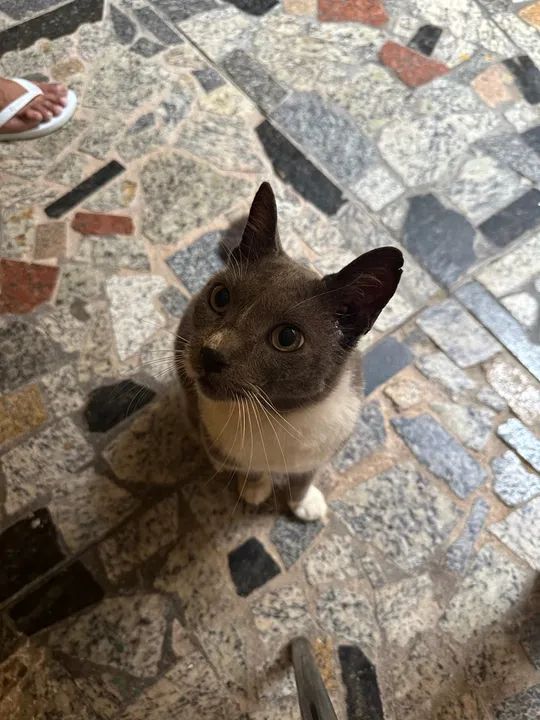 Gatinho cinza e branco disponível para adoção - Foto 6