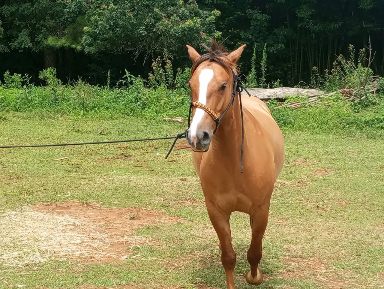 Cavalo crioulo  - Foto 2