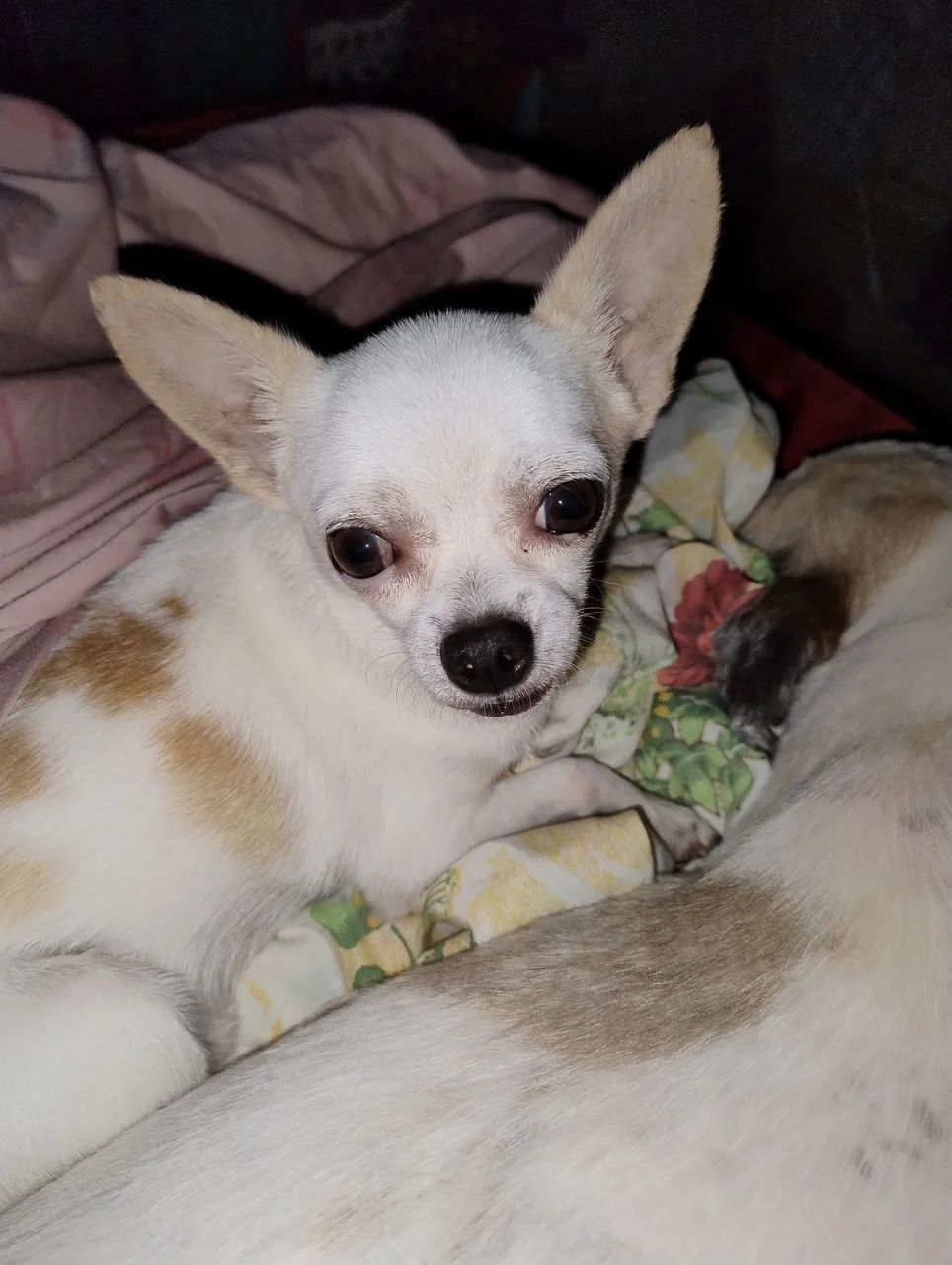 Chihuahua macho procura namorada