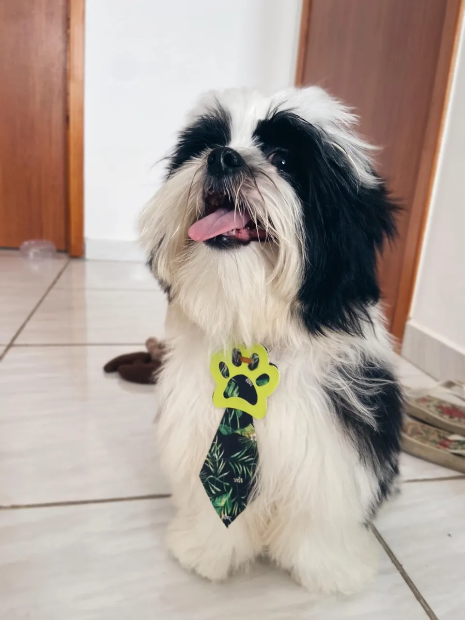 Shitszu procurando uma fêmea para fazer filhotinhos
