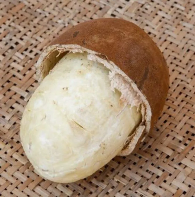 Cupuaçu Fresco
