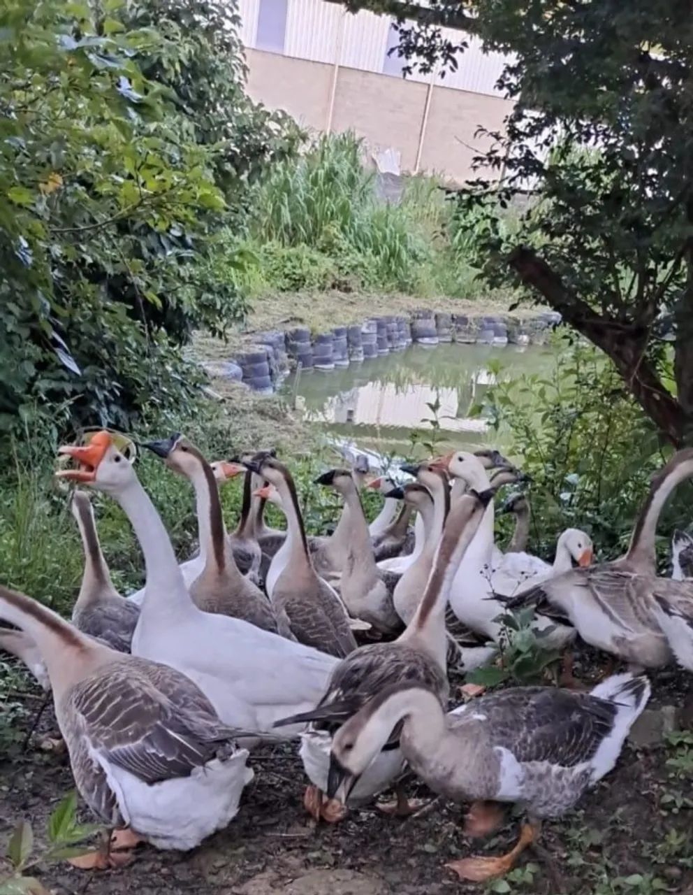 Venda de ganso sinaleiro africano