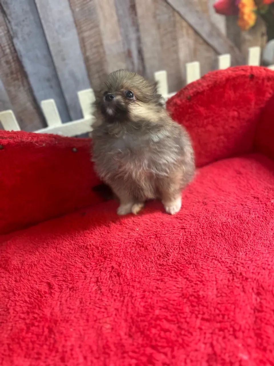 Spitz alemao fêmea - Foto 2