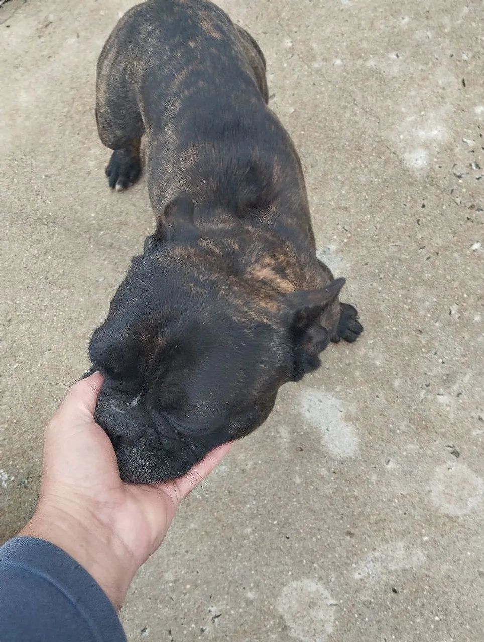 Filhote de Bulldog Francês - Foto 5