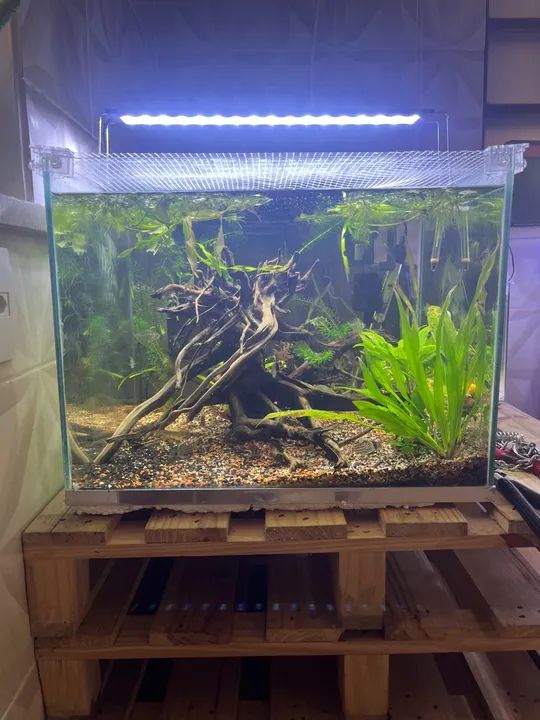 Aquário Plantado 100litros Completo