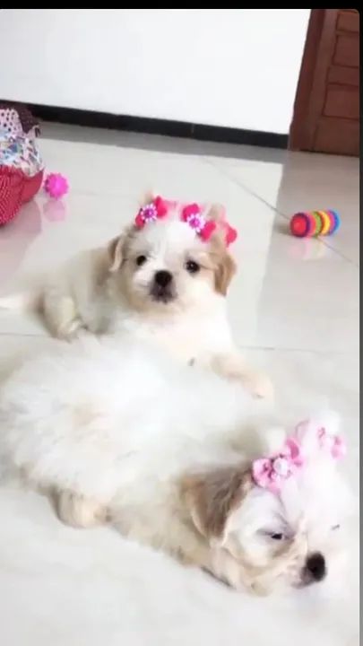 Filhote Shitzu miniatura Lindíssimos  - Foto 5