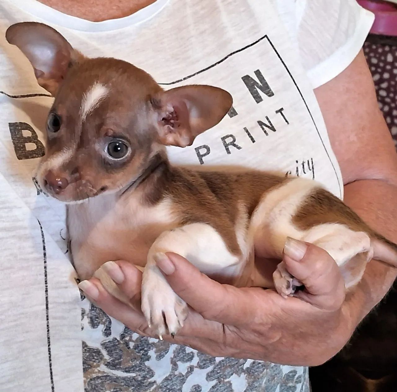 Pinscher Miniatura Fêmea Zero Zero Muito Pequena Leia O Anúncio  - Foto 6