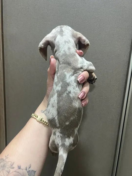 Basset daschshund arlequim ISABELA/LILAC rara!! - Foto 3