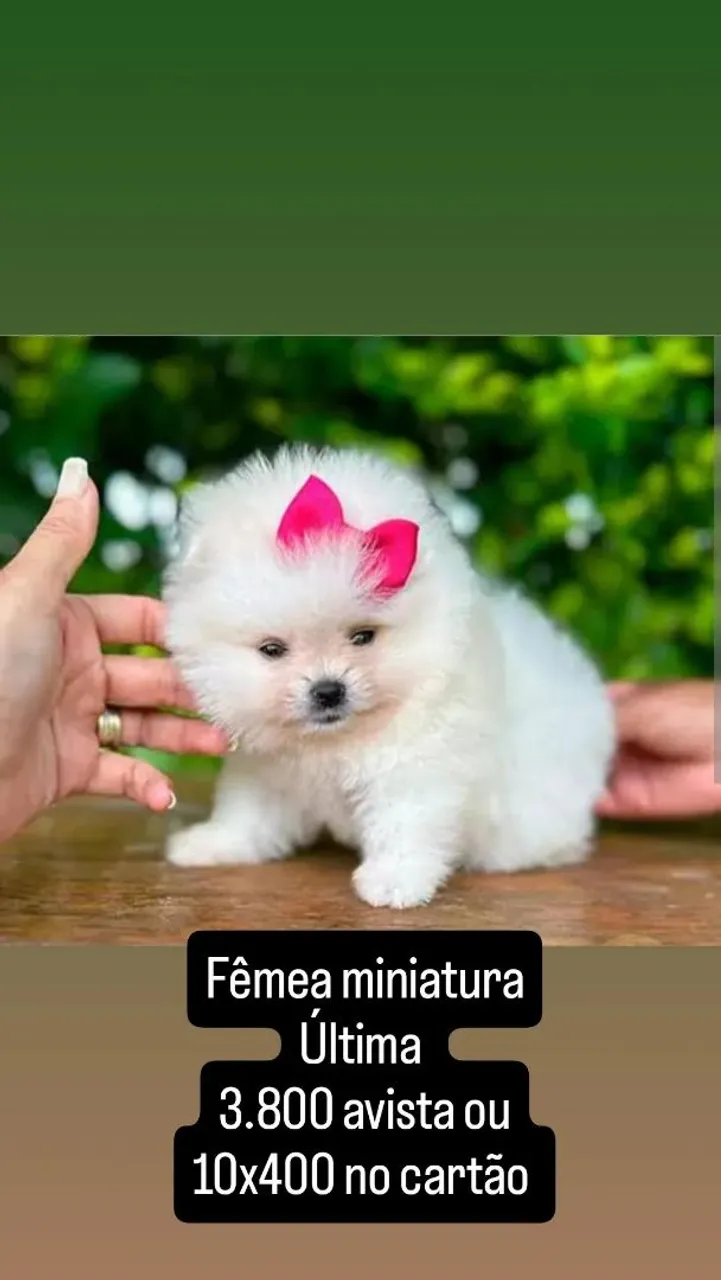 Filhote Spitz Alemão Fêmea Miniatura