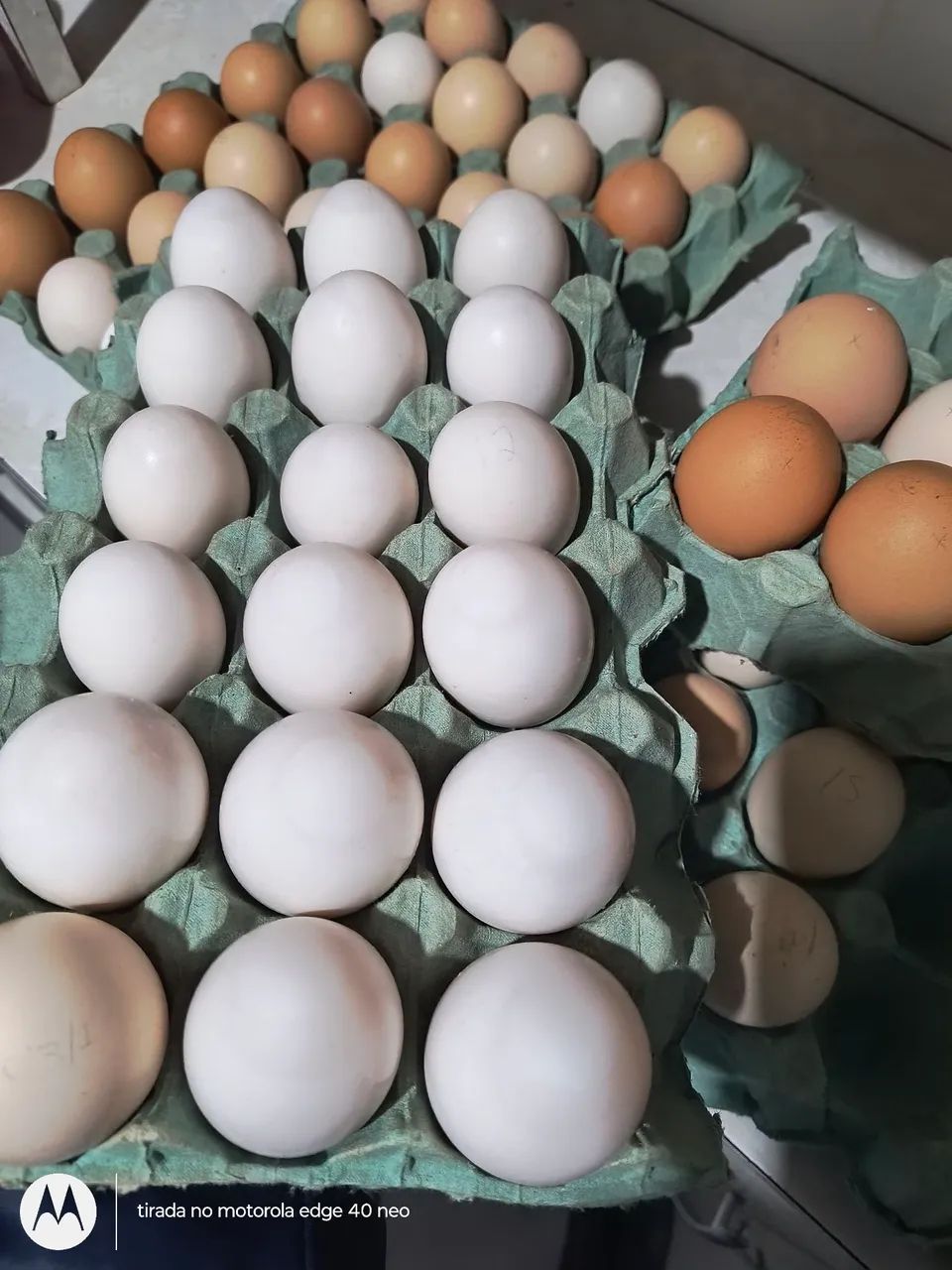 Ovos de galinha e marreca frescos - qualidade impecável
