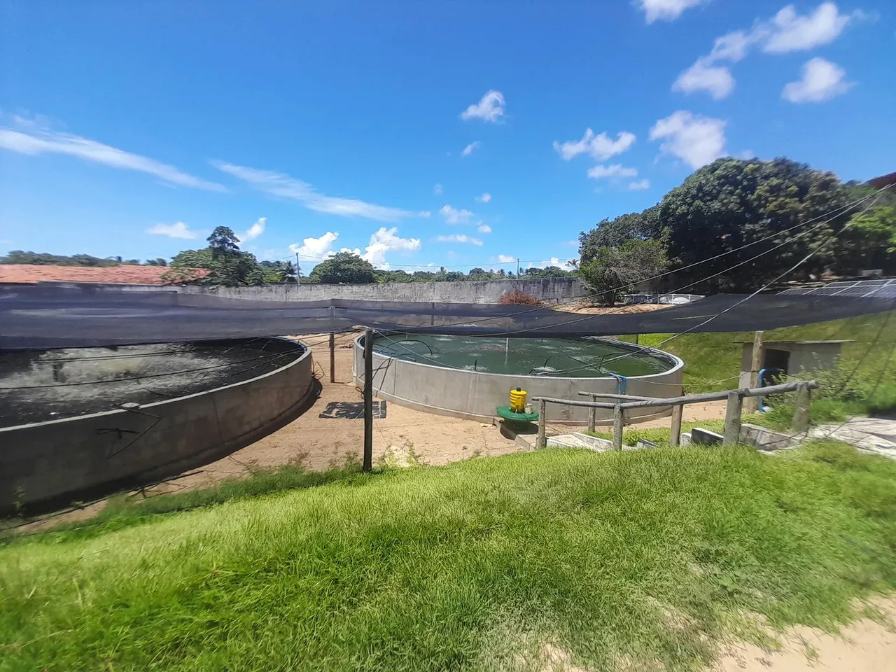 Fazenda de Tilapias -Extremós- RN