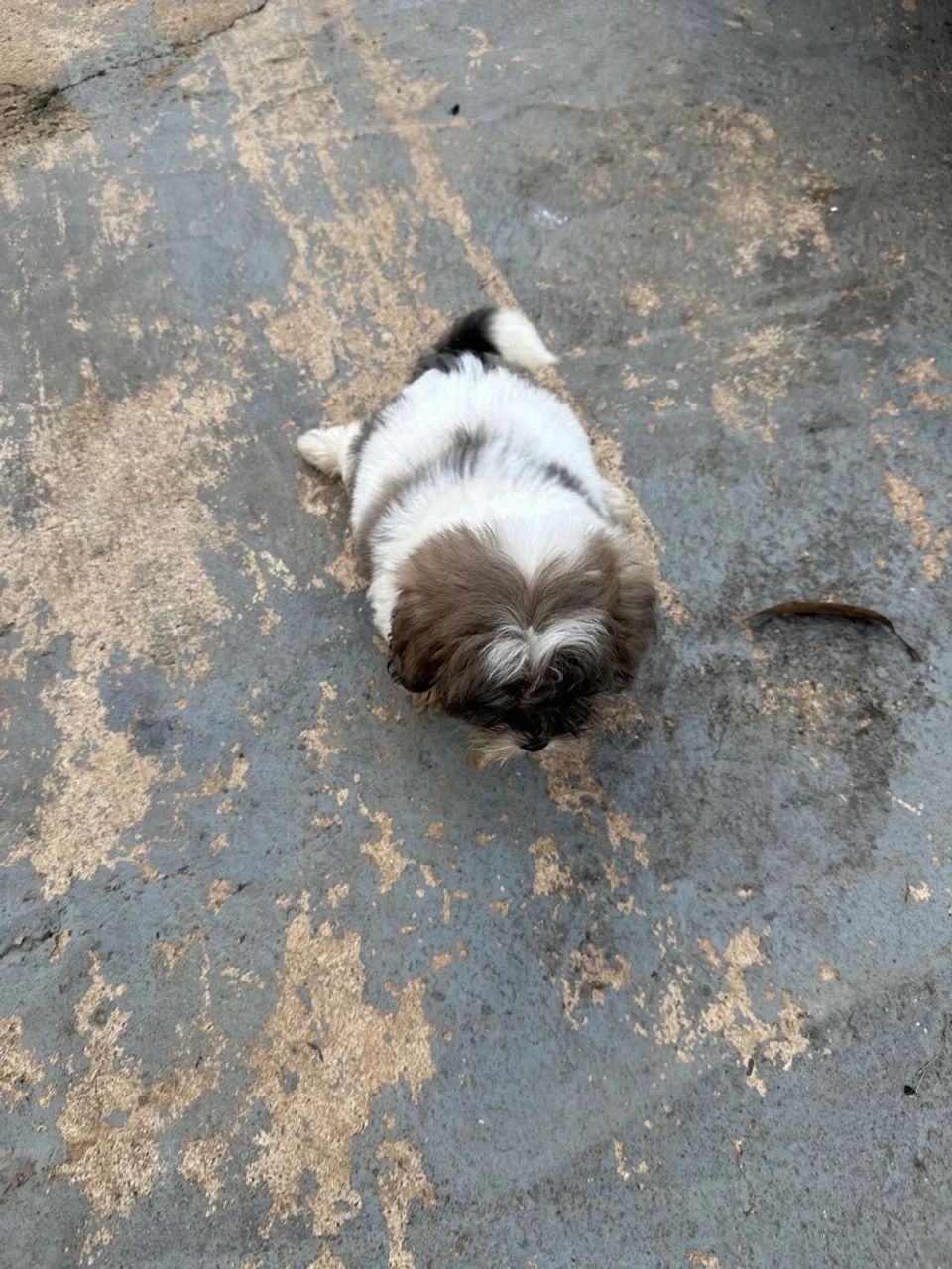Filhotes Shih Tzu Macho - Foto 4
