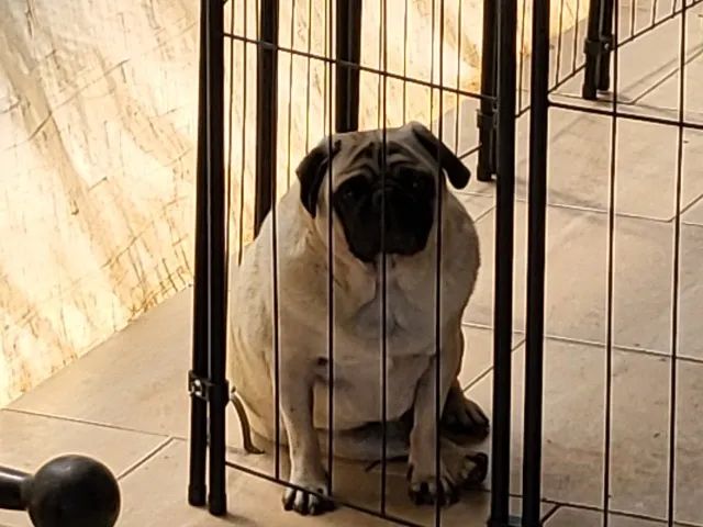 Doando fofuras - Foto 3